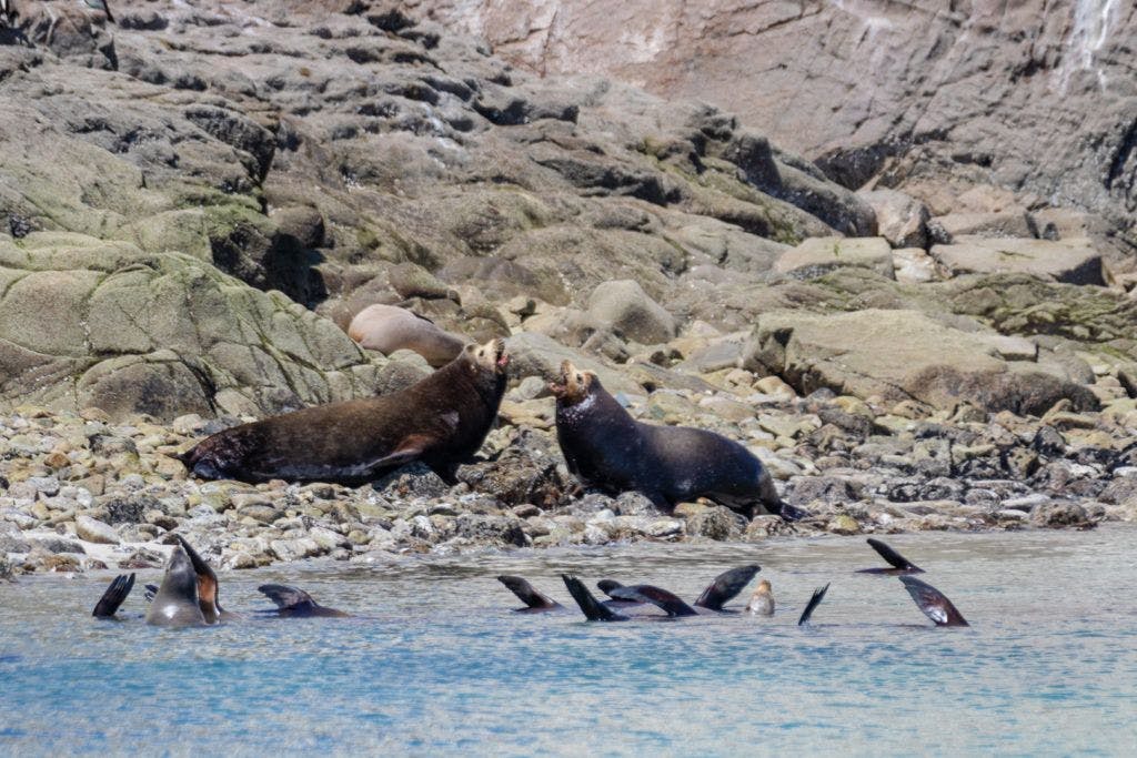bird-island-isla-san-jorge-014