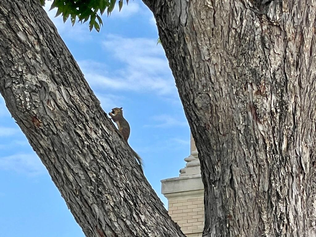 williamson-county-courthouse-009