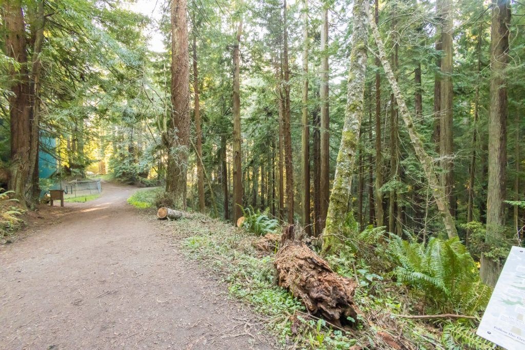 arcata-community-forest-004