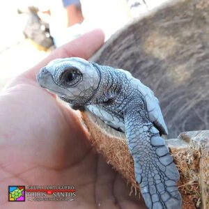 grupo-tortuguero-de-todos-santos-turtle-release-001