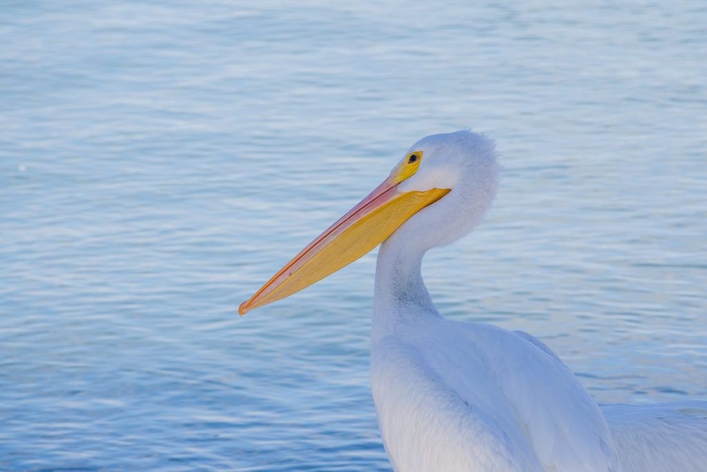 east-end-lagoon-nature-preserve-galveston-015