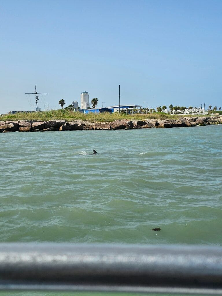 the-original-dolphin-watch-003