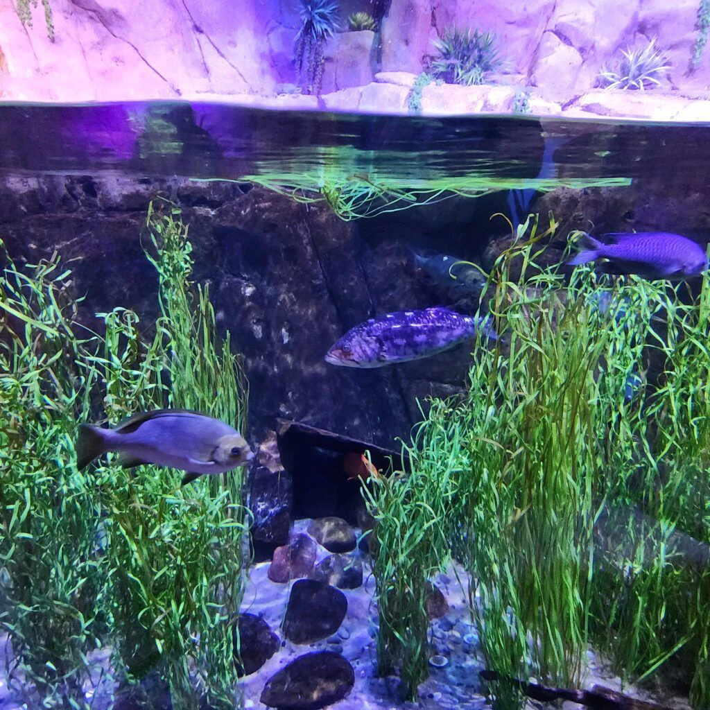 sea-life-aquarium-005