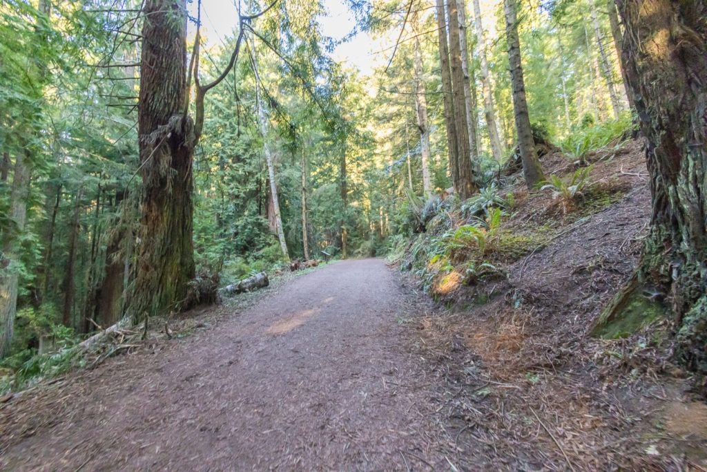 arcata-community-forest-005