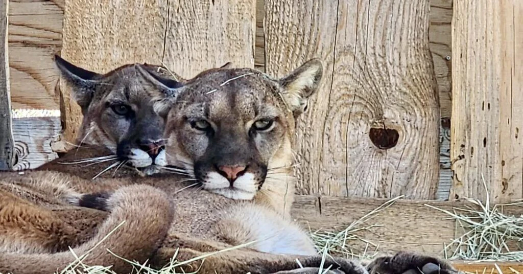 big-bear-alpine-zoo-004