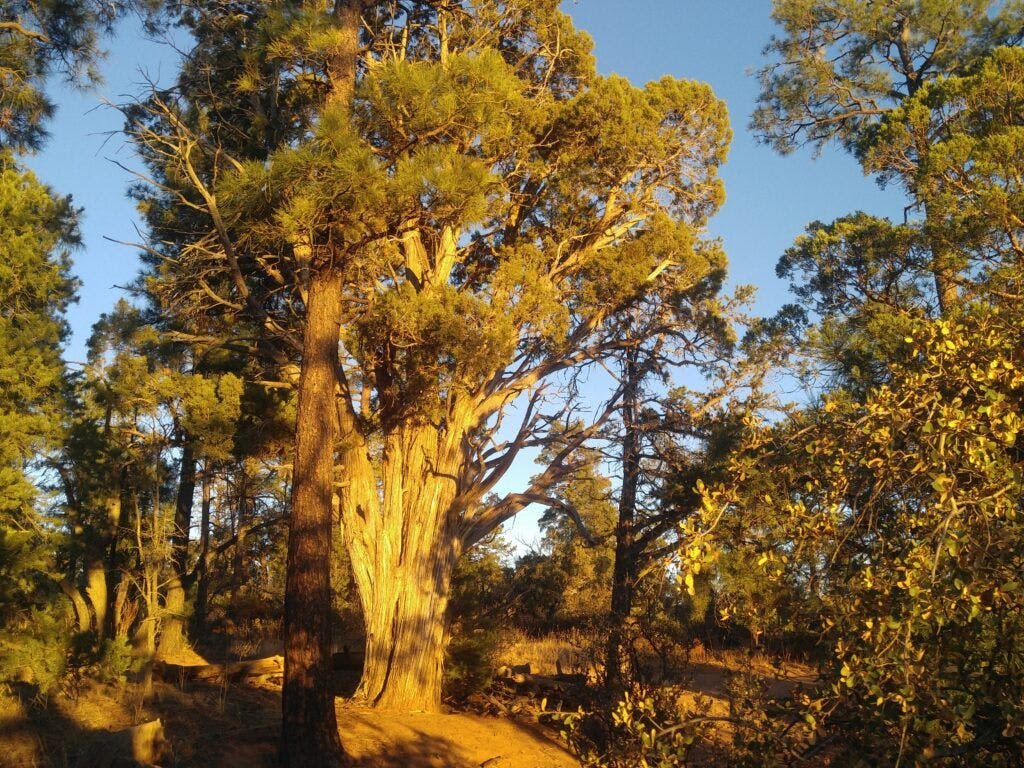 mogollon-rim-trail-002