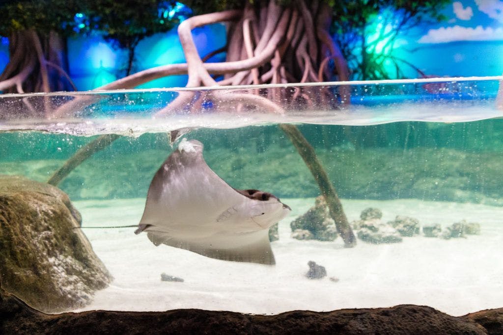 moody-gardens-pyramids-028