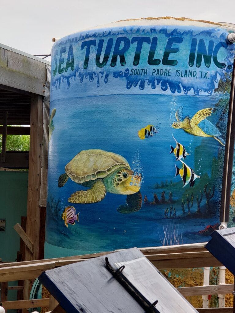 sea-turtle-inc-001