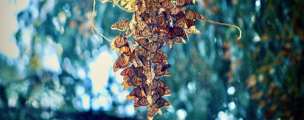 coronado-butterfly-preserve-002