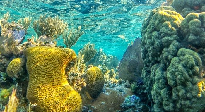 Belize Barrier Reef