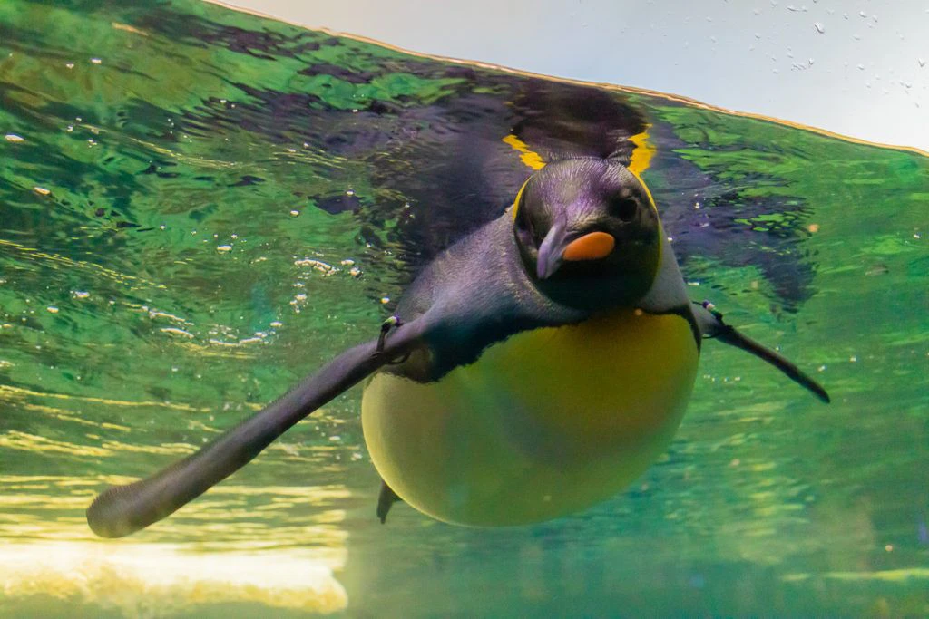 moody-gardens-pyramids-002