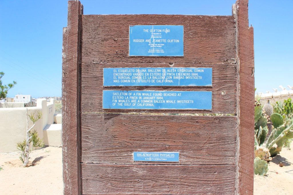 cedo-intercultural-center-for-the-study-of-deserts-and-oceans-020