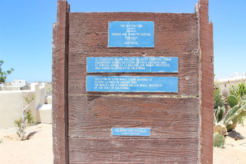 cedo-intercultural-center-for-the-study-of-deserts-and-oceans-020