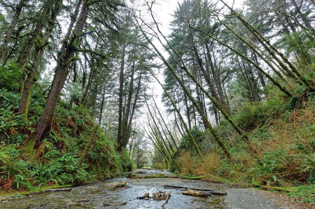 fern-canyon-inside-prairie-creek-redwoods-state-park-003