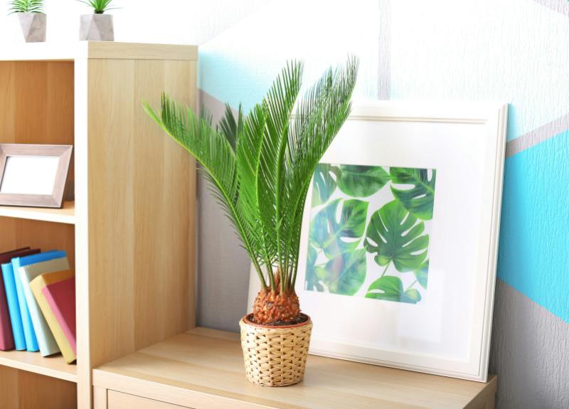 10 Easy Houseplants to Spruce up your Vacation Rentals