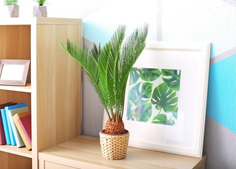 10-easy-houseplants-to-spruce-up-your-vacation-rentals-hero