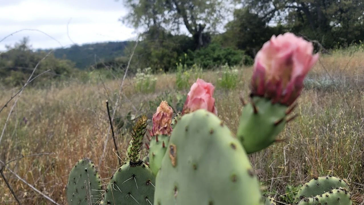 Santa Rosa Plateau Ecological Reserve 4.jpeg