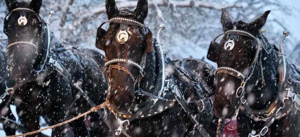 snowed-inn-sleigh-company-002