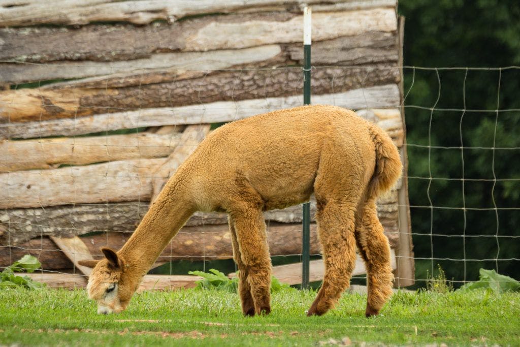 smith-mountain-lake-farm-alpacas-002