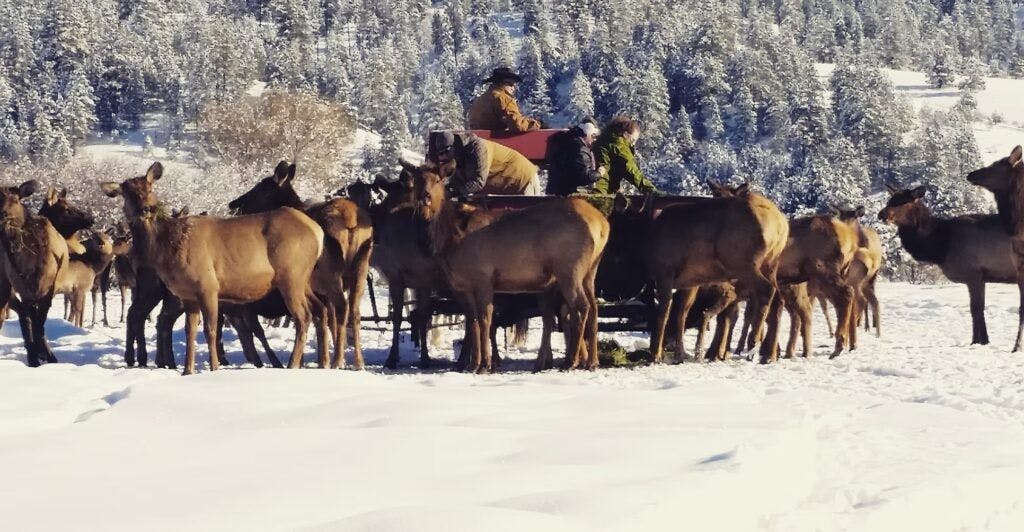 idaho-sleigh-rides-002